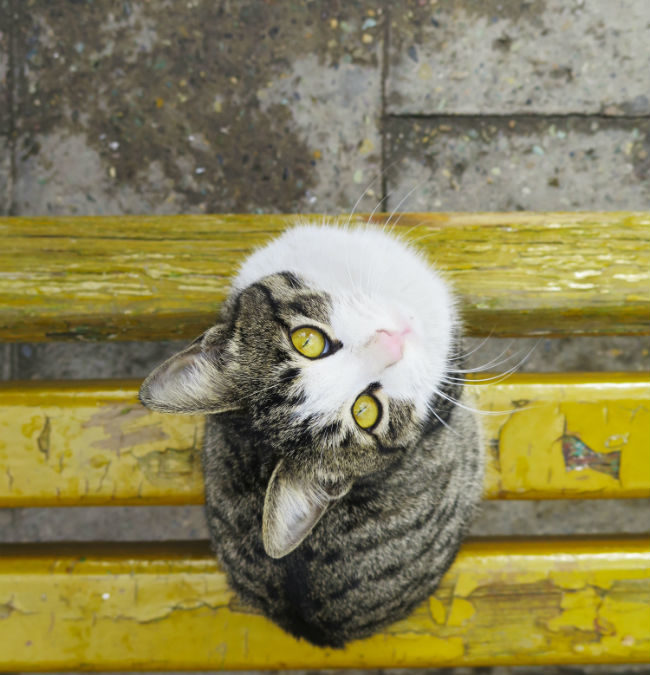 Dynamics CRM Adoption Is Not Just for Fat Cats Anymore